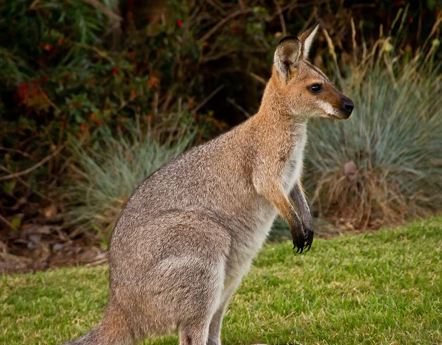 Wallaby, Marsupial, Animal, Australia, red-neck wallaby, wild, native, queensland, mammal, kangaroo