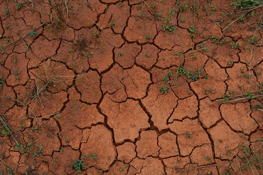 green, leafed, grass, brown, sand, ground, drought, dry, outdoor, clay