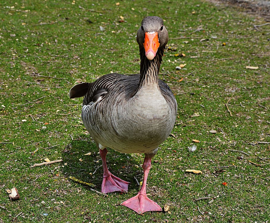 ガチョウ 自然 家禽 動物の世界 鳥 動物 アヒル くちばし 草 羽毛 Pxfuel