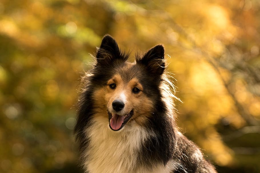 shallow, focus photography, adult, brown, black, rough, collie, Shetland Sheepdog, day, time