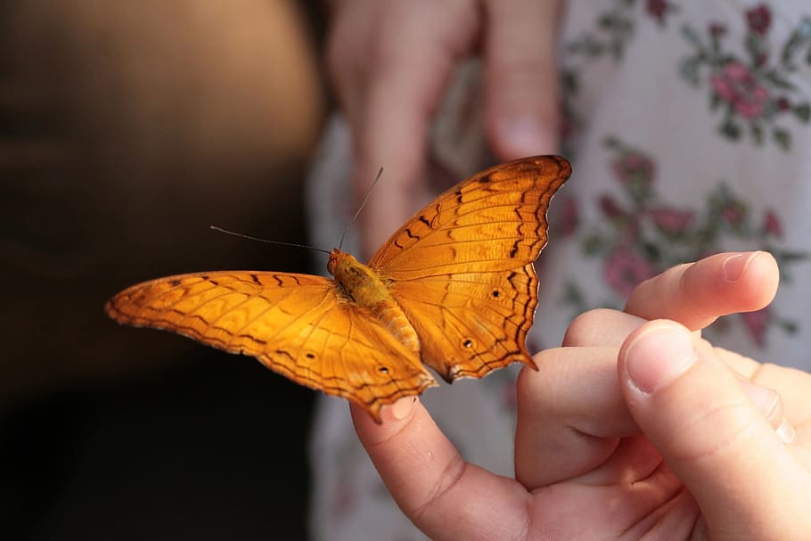 butterfly, tropics butterfly, handzahm, edelfalter, insect, orange, human hand, human body part, hand, butterfly - insect