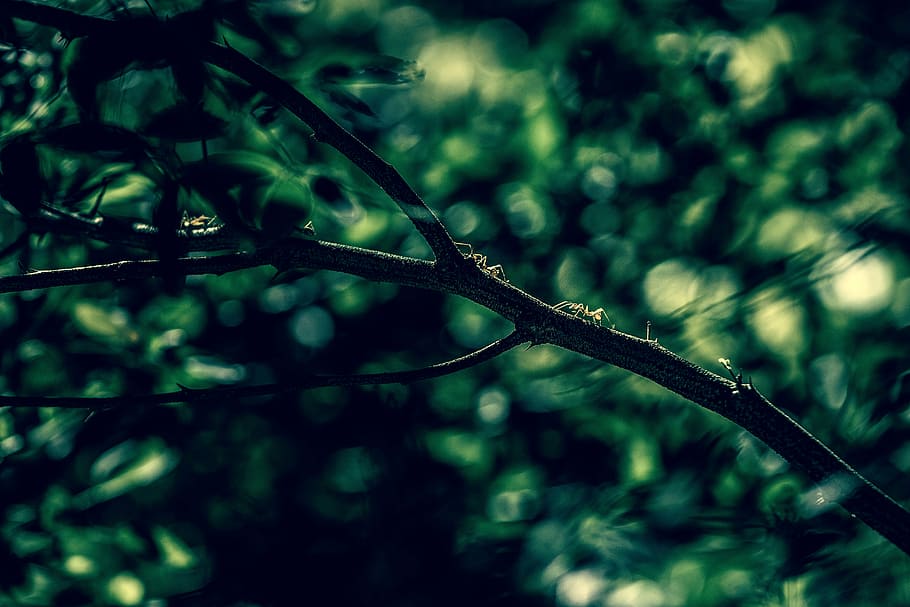 shallow, focus photography, tree branch, tree, ants, branch, green, leaf, nature, trees