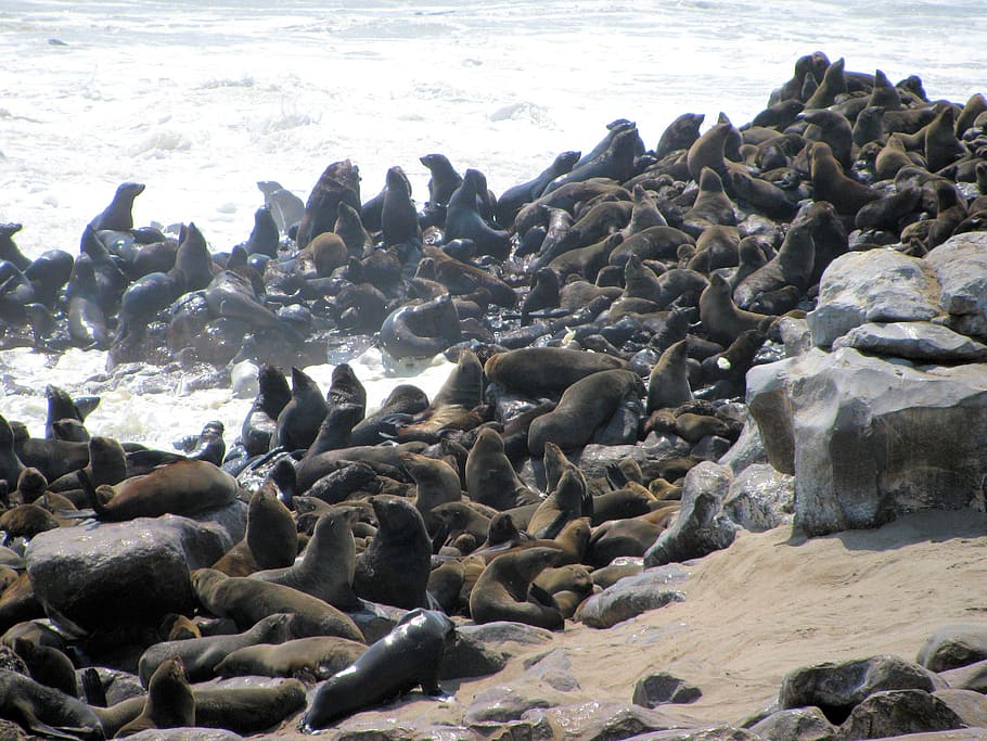 gatear, costa esquelética, namibia, Mar, playa, grupo de animales, gran grupo de animales, fauna animal, agua, tierra