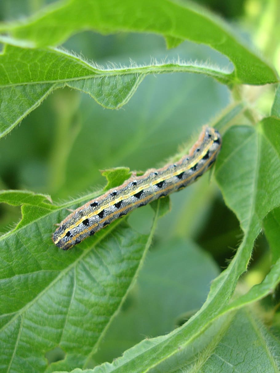 larva, lepidópteros, verme, verme do exército, soja, verão, natureza, verde, glicina, plantas