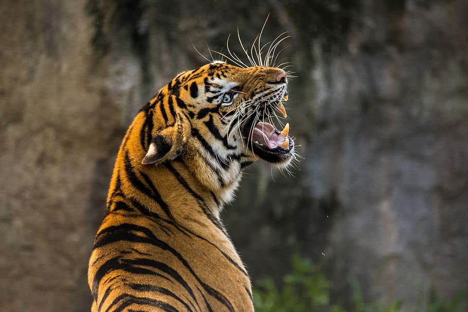 селективный, сфокусировать фотографию, бенгальский тигр, тигр, кошка, животное, хищник, рев, дикое животное, зоопарк