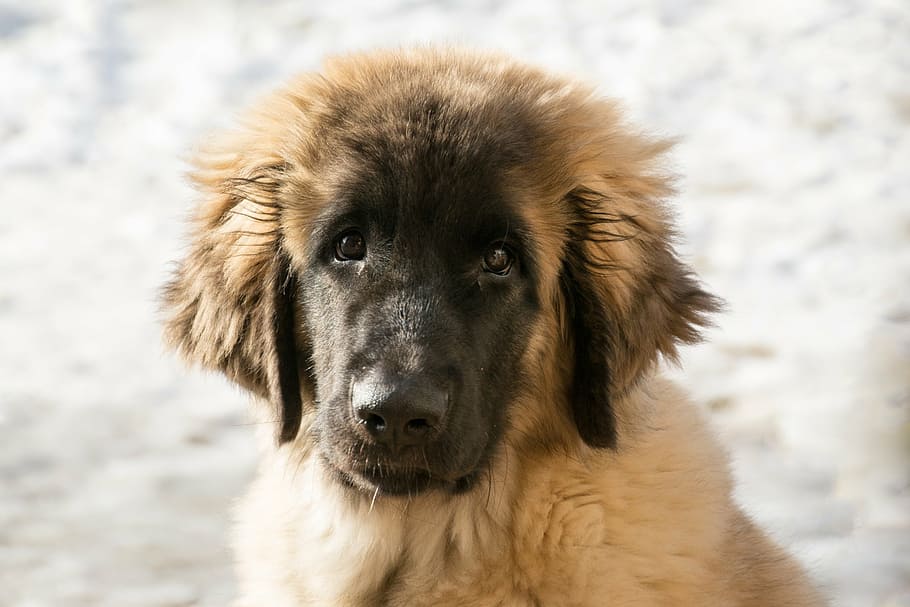 long-coated fawn, black, puppy, dog, leonberger, animal, cute, view, mammal, pet