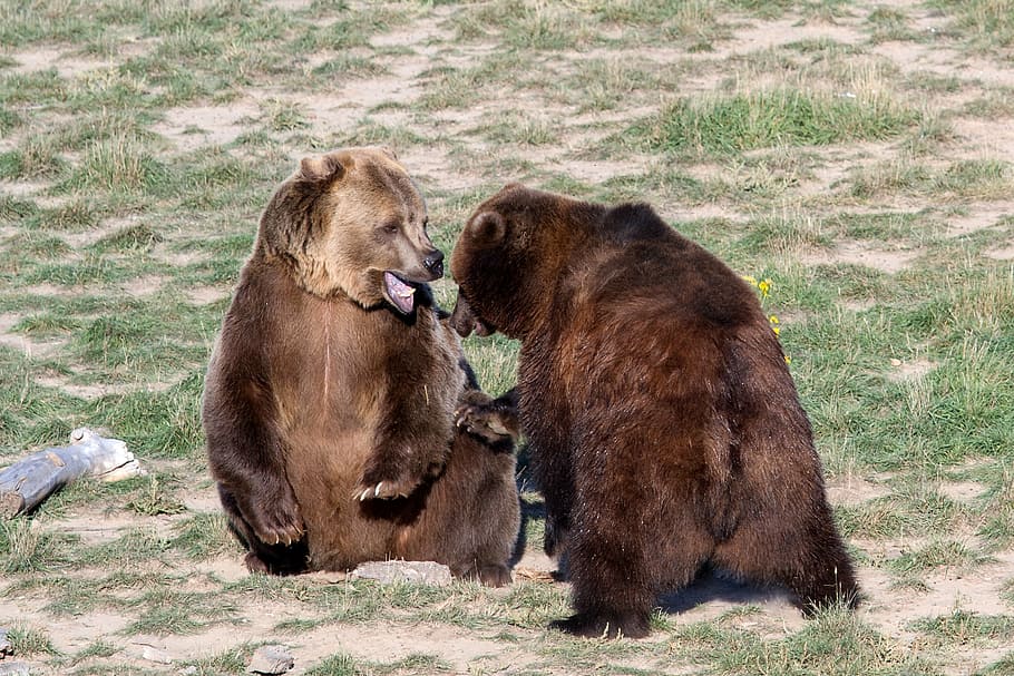 grizzly bear, grizzly, bear, predator, wild animal, dangerous, animal, wildlife, brown Bear, mammal