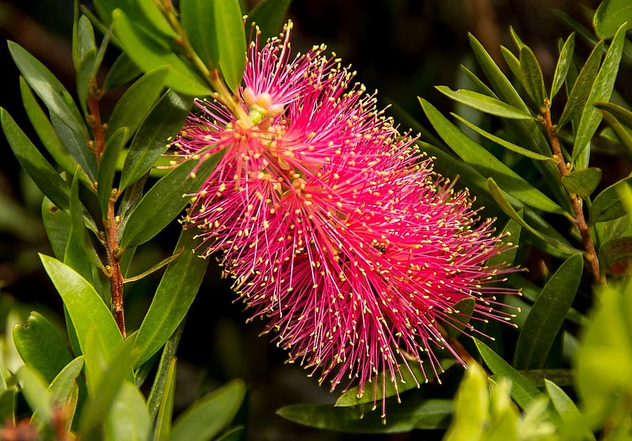 カリステモン ボトルブラシ 花 オーストラリア ネイティブ ピンク 黄色 低木 庭 植物 Pxfuel
