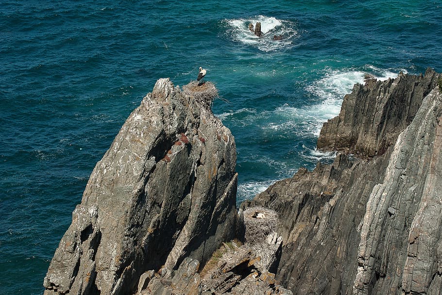 portugal, stork, nest, cliff, bird, ocean, sea, water, rock, rock - object