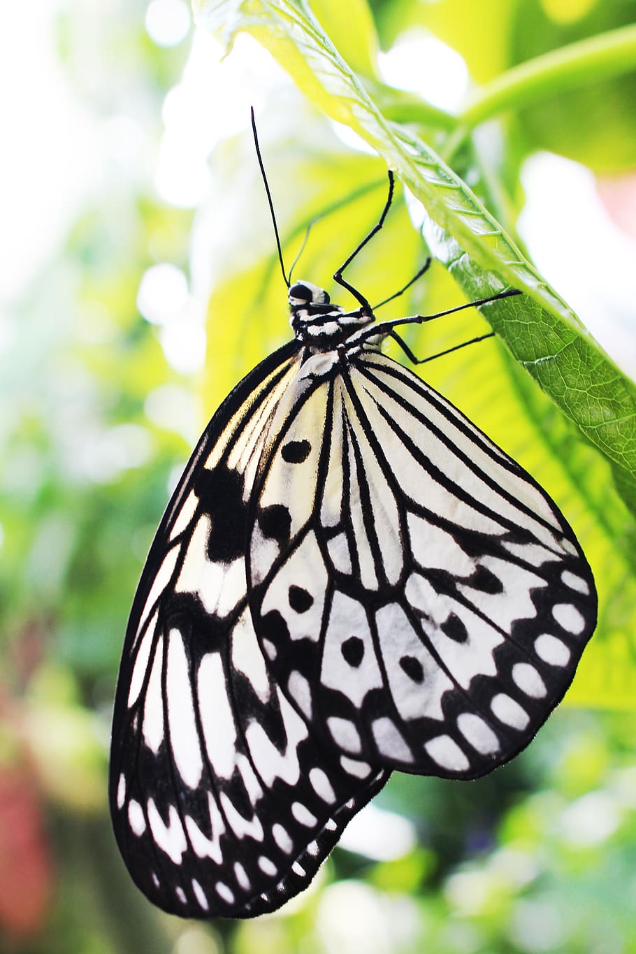 idea leuconoe, blanco y negro, mariposa, en, hoja, naturaleza, macro, insecto, primer plano, alas