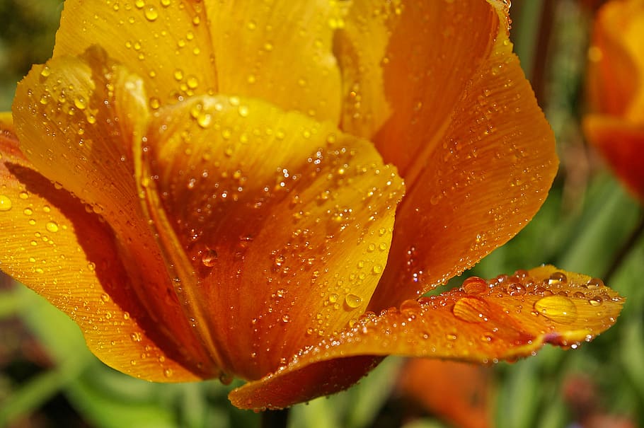 naranja, flores de pétalos, rocío de agua, durante el día, tumor amarillo, tulipán naranja, cerrar, primavera, flores, flor de primavera