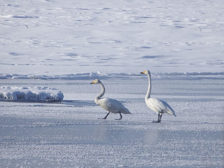 the wild swans, the whooping, a flock of, river, backwater, duct, silence, winter, snow, frost