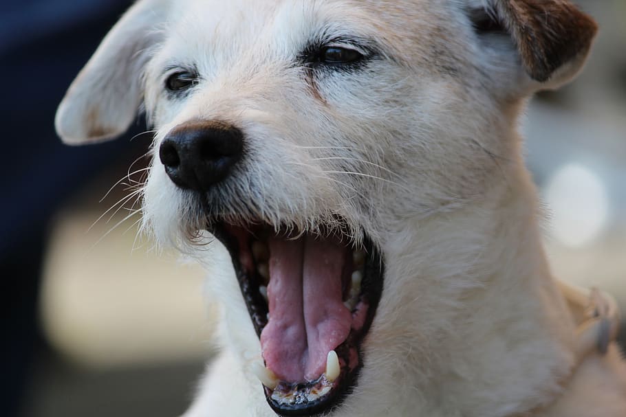 dog, white, jack russel, animal portrait, head, snout, pet, yawn, tired, terrier