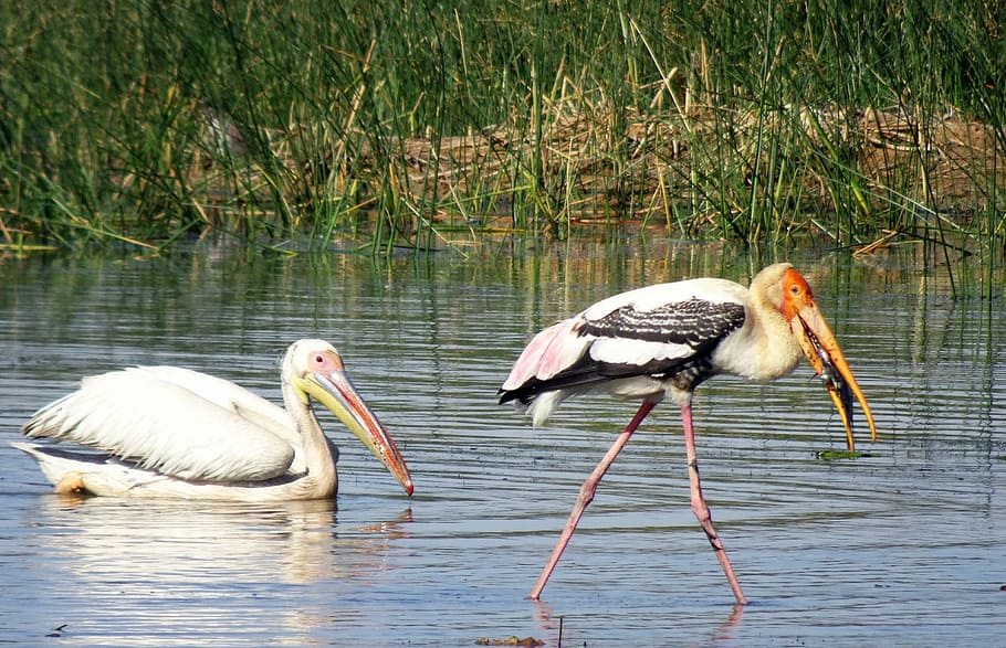bird, pelican, painted stork, water, wildlife, biodiversity, fish, catch, fauna, kachchh