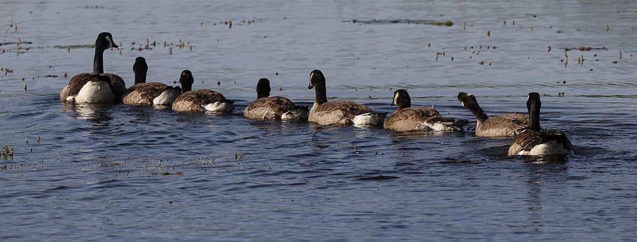 goslings, geese, chicks, waterfowl, young, bird, lake, water, geese swimming, nature
