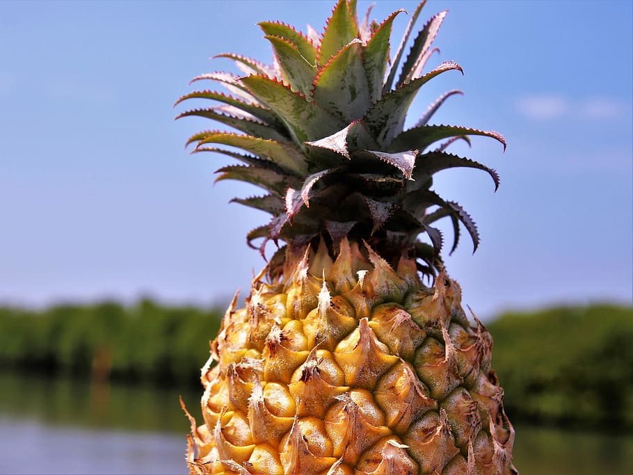 green, yellow, pineapple, fruit, bio, healthy, juicy, natural, nature, the tropical