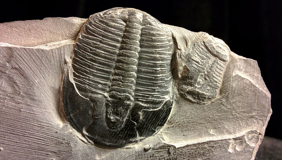 fossil, trilobites, collectibles, natural sciences, close-up, animal, animal themes, ancient, textured, animal body part