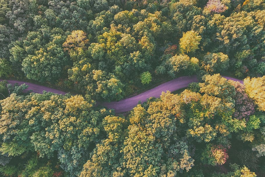 areal photography, road, forest, agriculture, daylight, environment, fall, growth, high angle shot, landscape