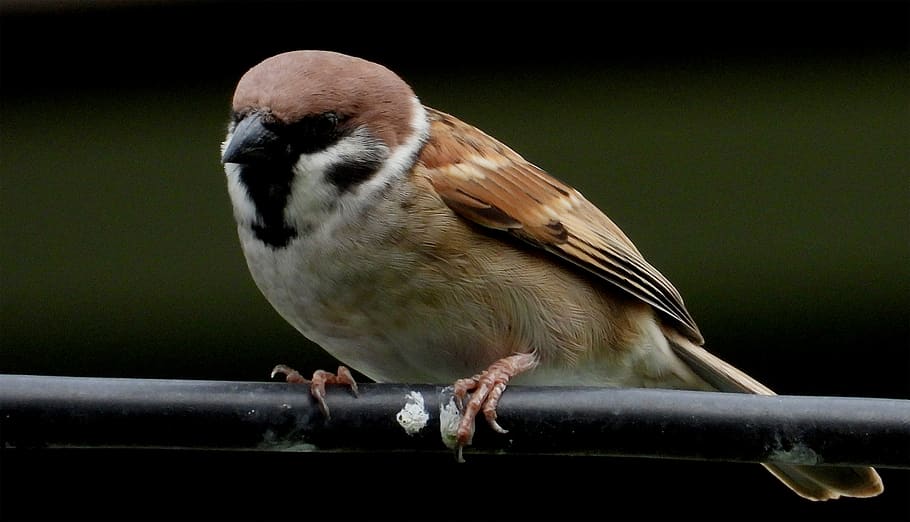 bird, sparrow, se sharing, a bird, female, wire, beans, little bird, birds eat grain, birdsong