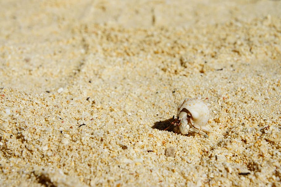 Cancer, Shell, Beach, Crab, Sea Animals, shell, beach, hermit crab, sand, nature, sea