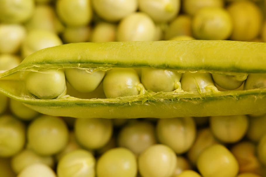 green beans, peas, pod, pea pod, frisch, green, vegetables, harvested, harvest, sleeve
