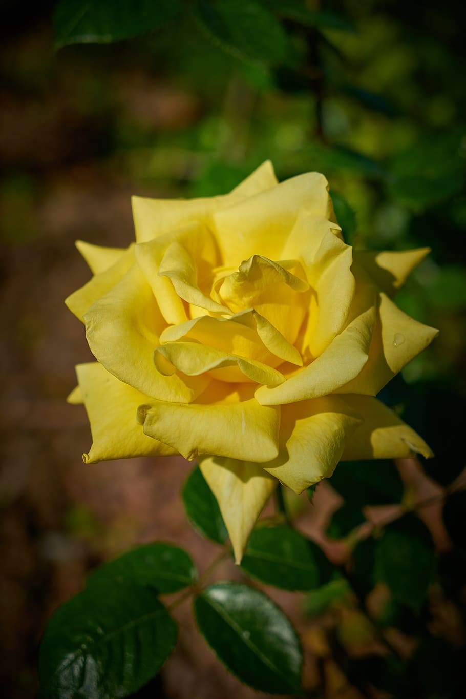 rose, flower, macro, nature, plant, garden, flower picture, beautiful, spring, flowers