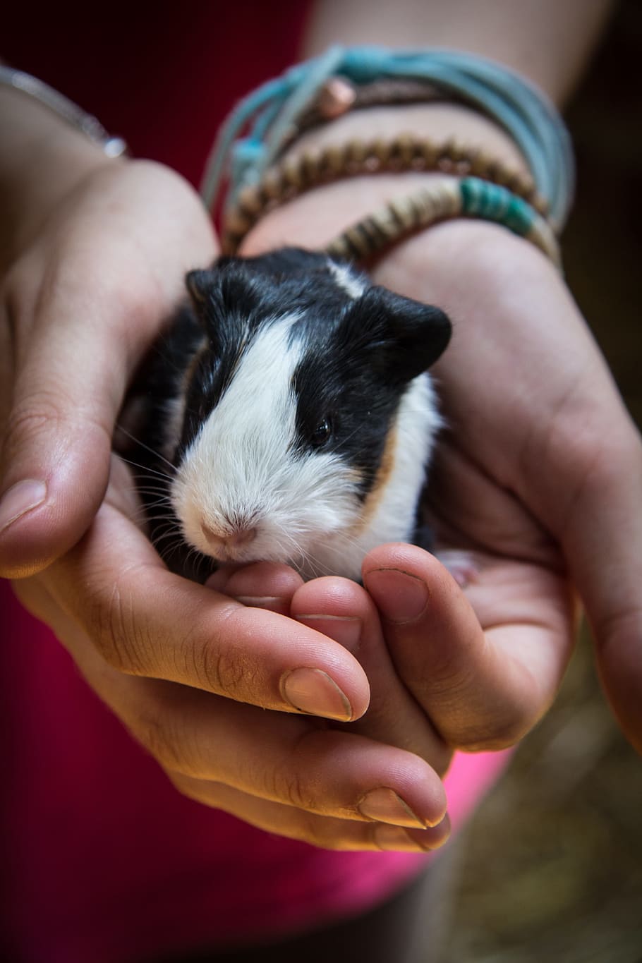 person, holding, black, white, Hands, Guinea Pig, Pet, Animal, Rodent, pet, animal