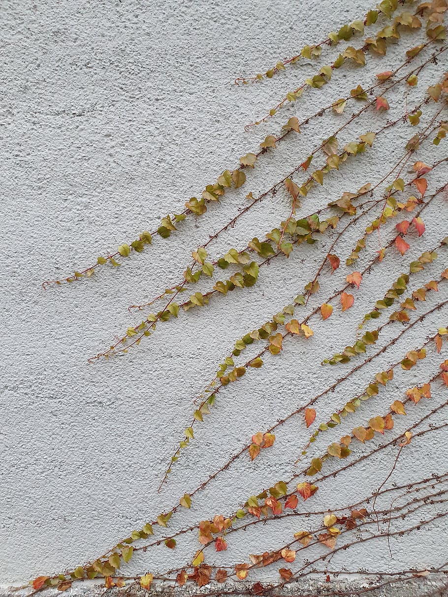 vides, hojas, vid, hiedra, patrón, planta, enredadera, hoja, otoño, wall - building feature