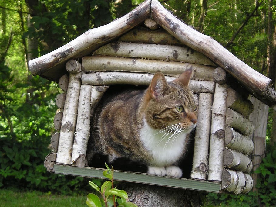 brown, tabby, cat, inside, cage, mackerel, in the bird house, domestic, mammal, pets
