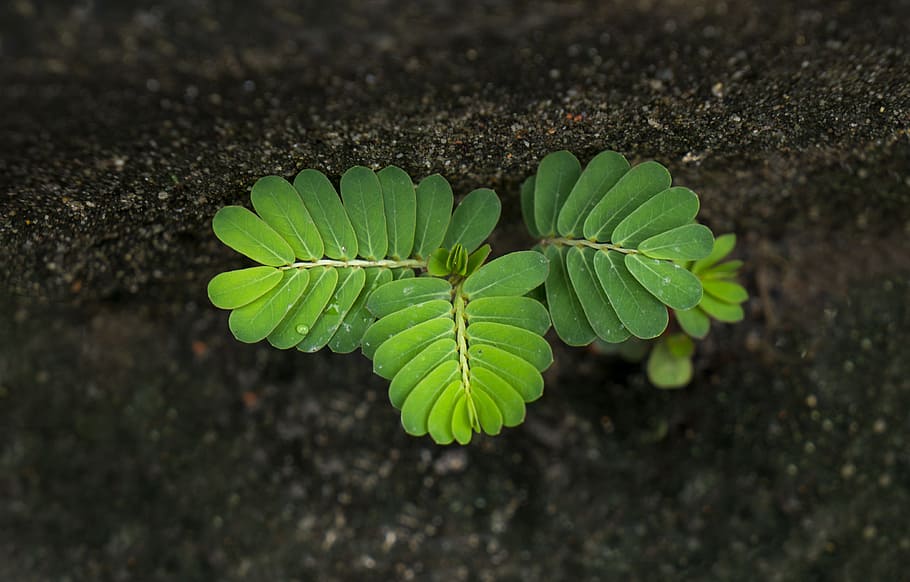 life, tamarind tree, germ, cliff, tubers, green color, nature, plant part, leaf, plant
