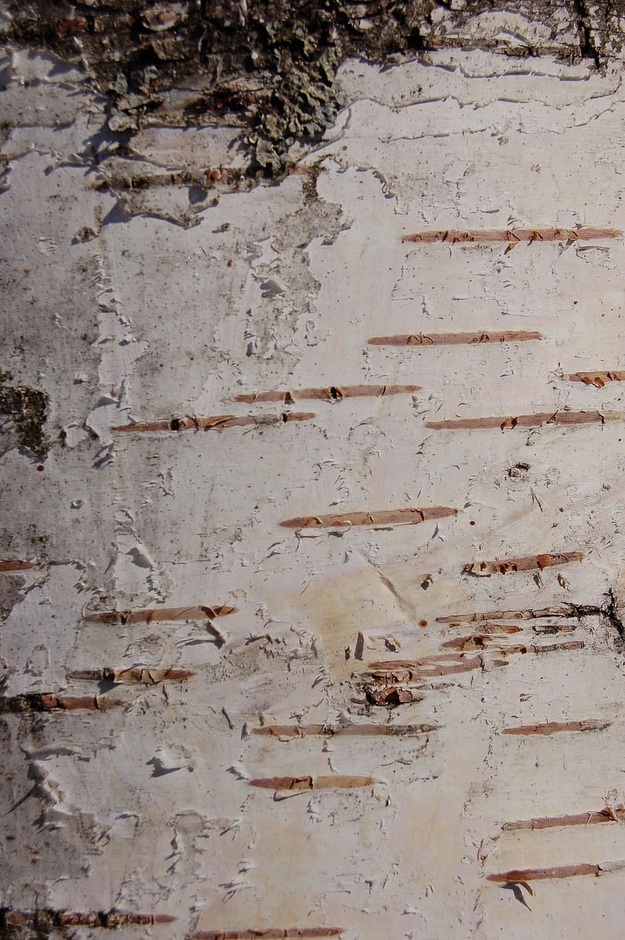 birch bark, birch, tree, bark, trees, trunk, nature, backgrounds, full frame, textured