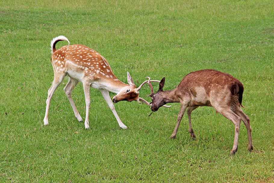 Deer, Fight, Fighting, Antlers, Locked, spotted, animal wildlife, animals in the wild, grass, two animals