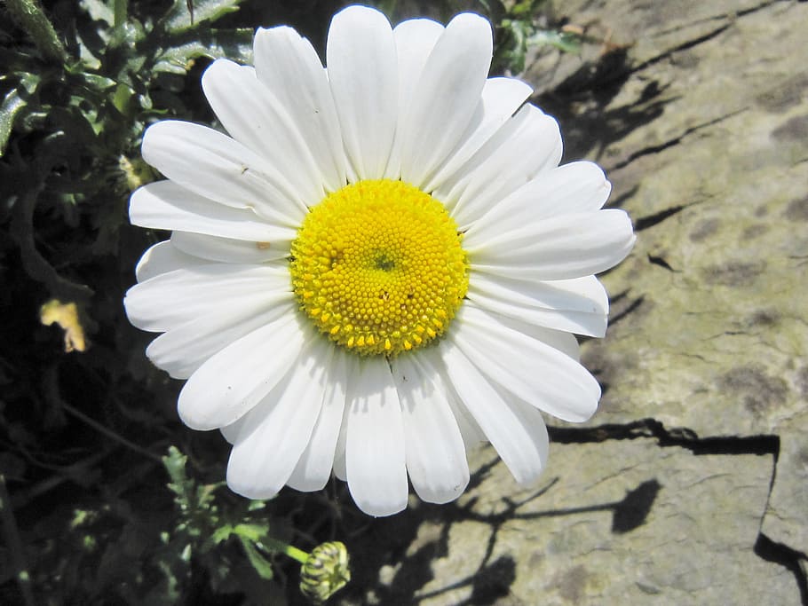 smiley, daisy, happy, smile, flower, sunny, summer, flowering plant, vulnerability, freshness