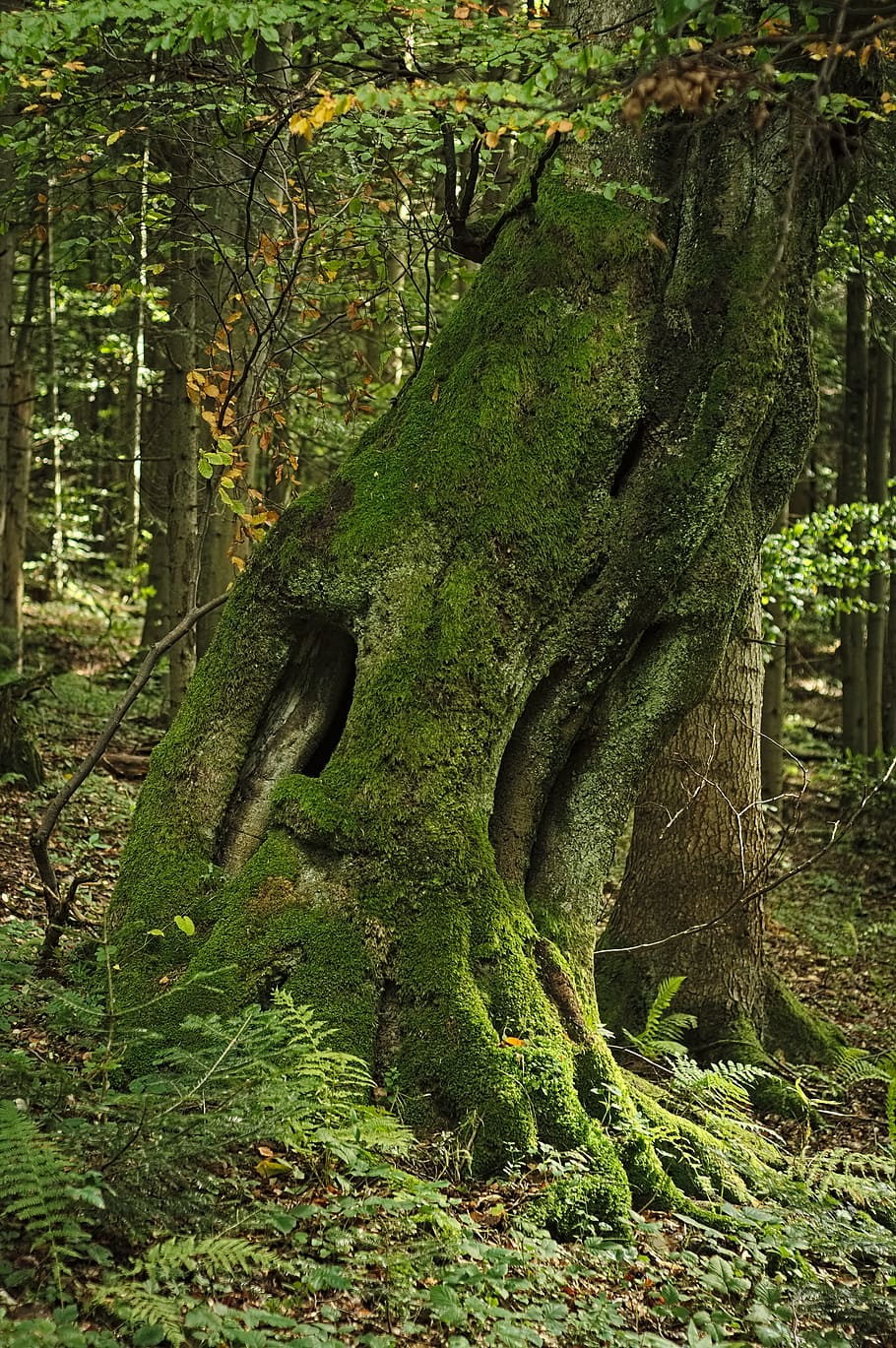 tree, forest, moss, mossy, old age, the age of the, age, green, trunk, nature