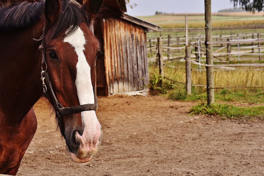 marrón, blanco, caballo, cobertizo, shire horse, caballo grande, paseo, reinstalación, acoplamiento, prado