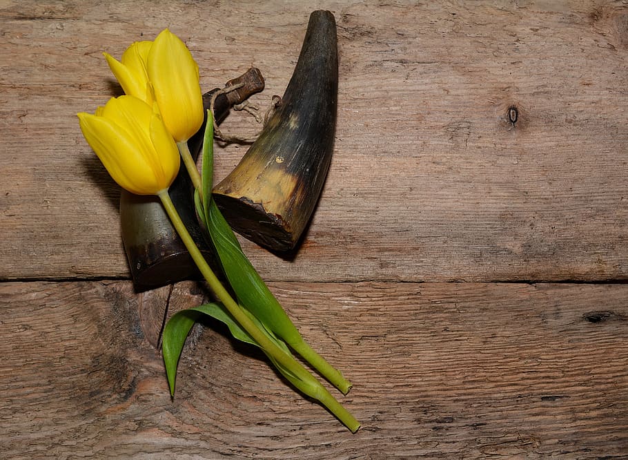 tulips, flowers, yellow, cut flowers, yellow flowers, gunpowder filler, antique, used, wood, wood - material