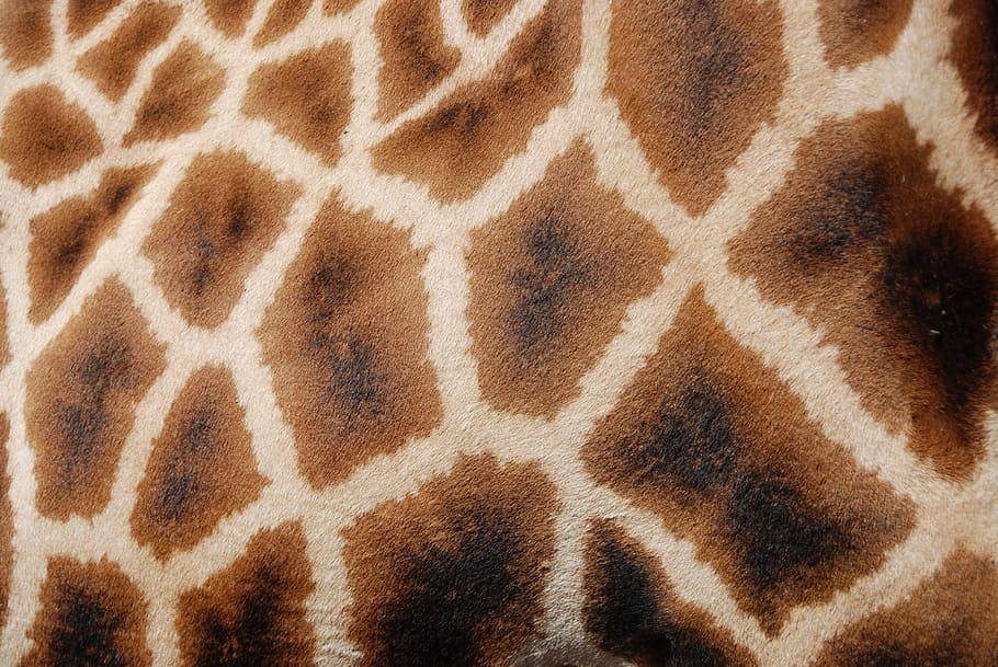 giraffe skin cloth, patterns, giraffe, reticulated giraffe, africa, animal, wildlife, wild, zoology, mammal
