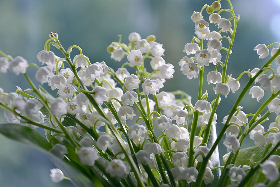 lilies of the valley, flowers, summer, nature, lily of the valley, bouquet, flower, white, aroma, bloom