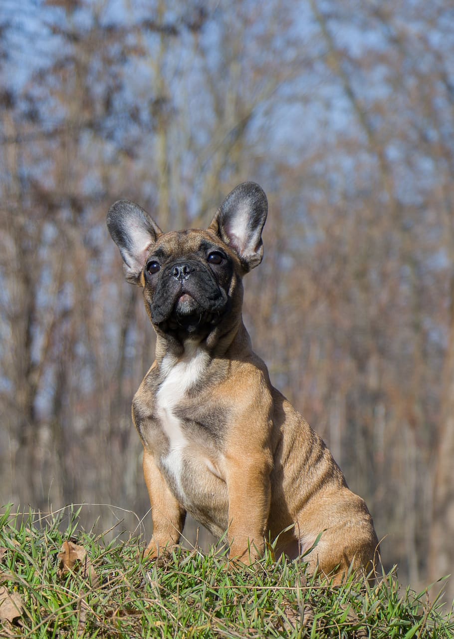 bulldog francés, gracioso, perro, cachorro, mascota, animal, lindo, perrito, adorable, pedigrí