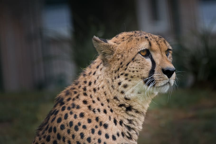 cheetah, zoo, africa, head, wildcat, predator, nature, animal world, attention, cat