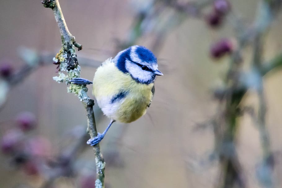 bird, song bird, wildlife, nature, bluetit, wild, cute, small, outdoor, feather