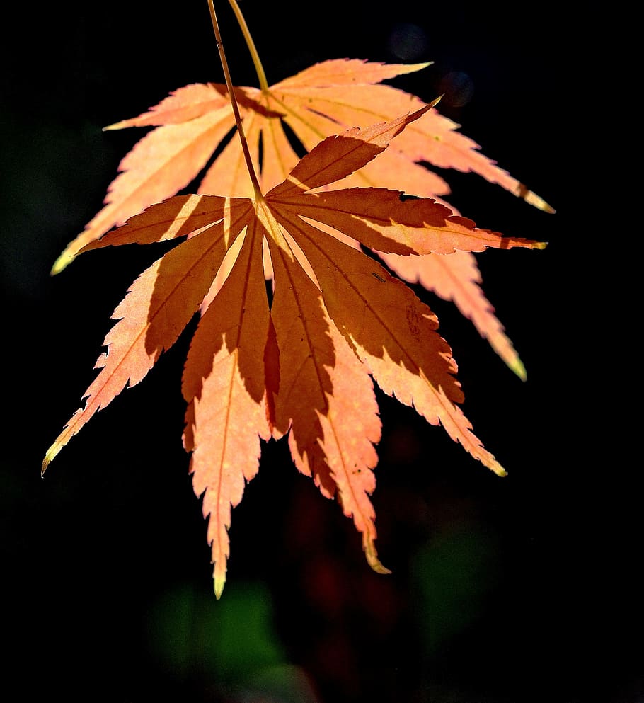 Leaf, Autumn, Fall, Shadow, Leaves, autumn, fall, ambiguity, ambiguous, orange, brown