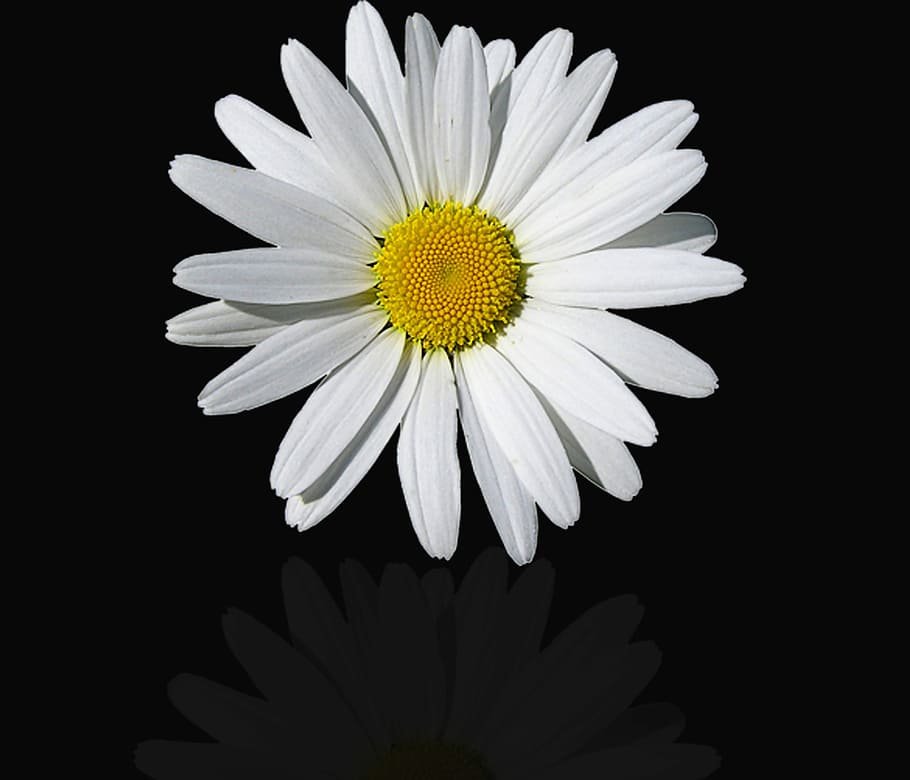 flower, nature, plant, petal, summer, daisy, flowers, black background, reflection, romantic