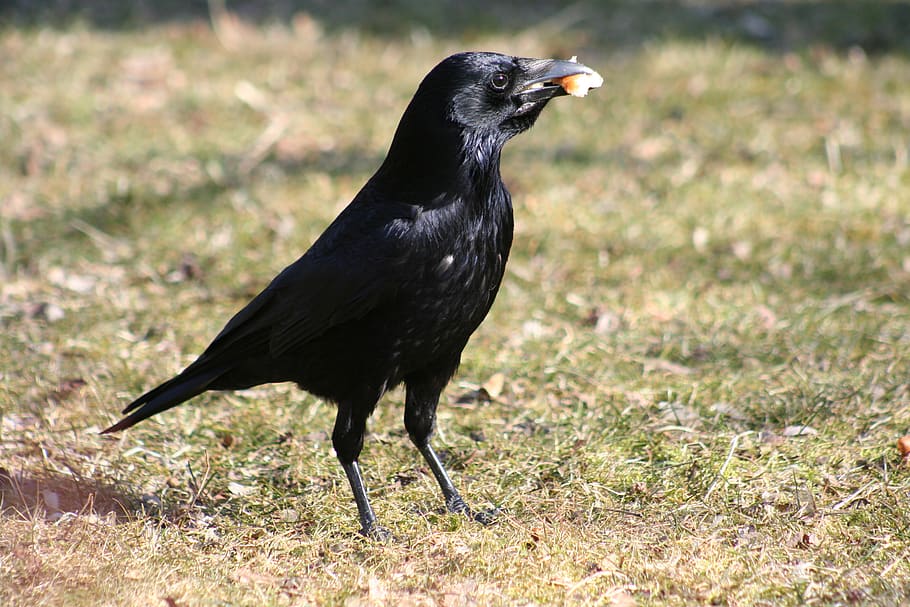 jackdaw, raven, bird, black, crow, raven bird, nature, animal, bill, animal world