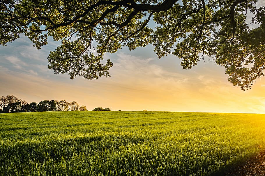 verde, campo de grama, azul, céu, nascer do sol, campo, culturas, agricultura, natureza, quintal