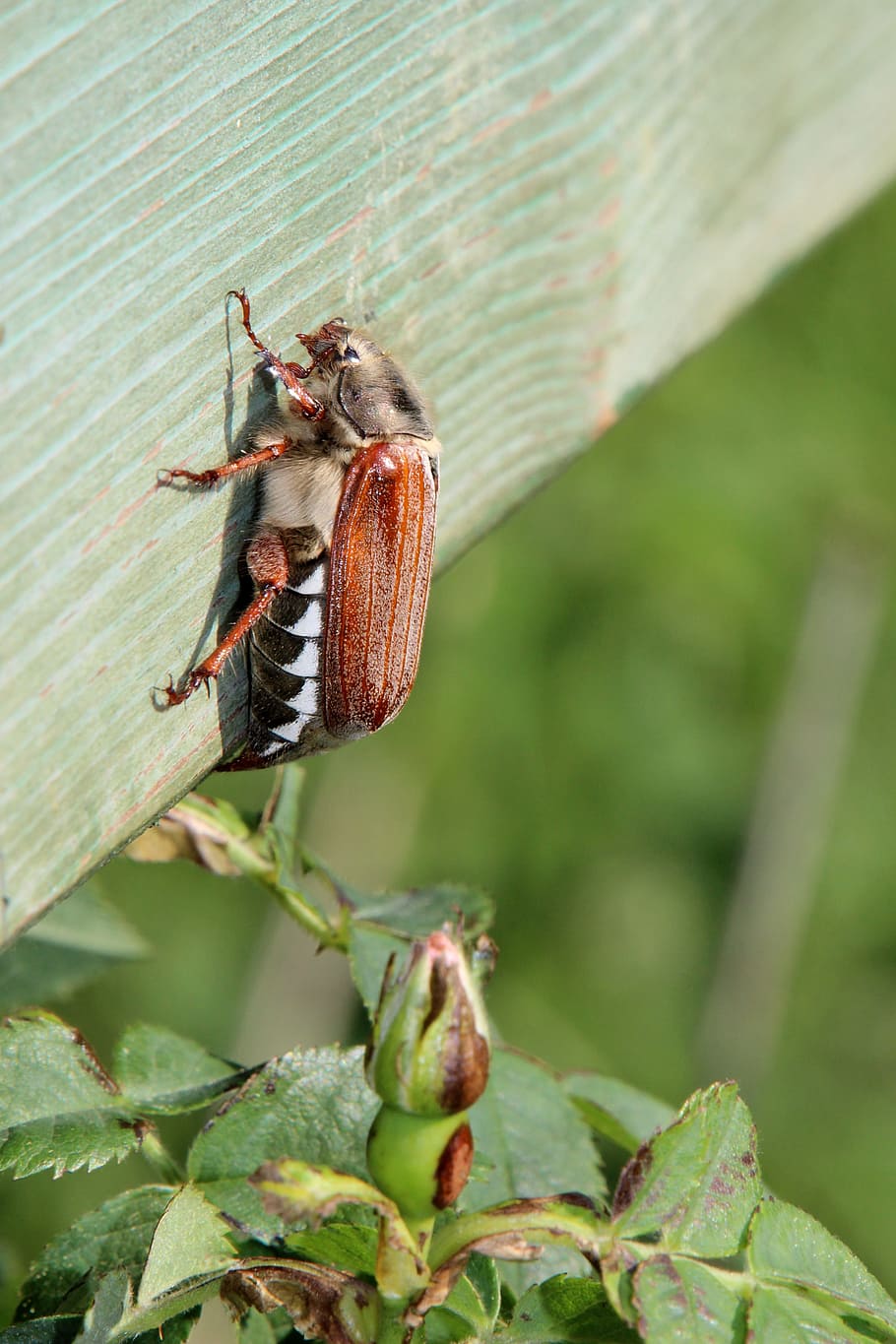 春 カブトムシ 花 自然 バグ コックチェファー 昆虫 動物のテーマ 野生の動物 動物の野生生物 Pxfuel