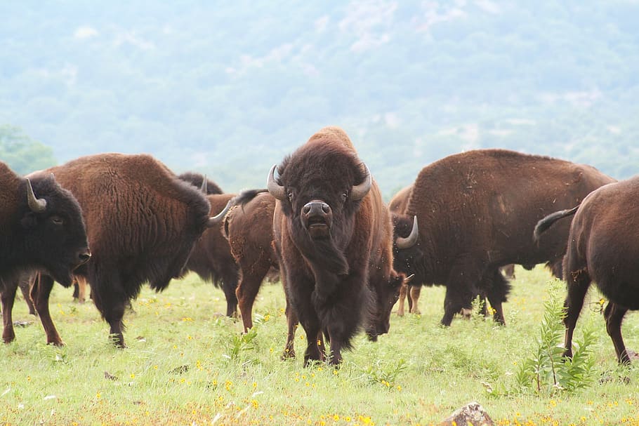 rebanho, marrom, bisontes, exuberante, campo de grama, durante o dia, búfalo, americano, selvagem, oeste
