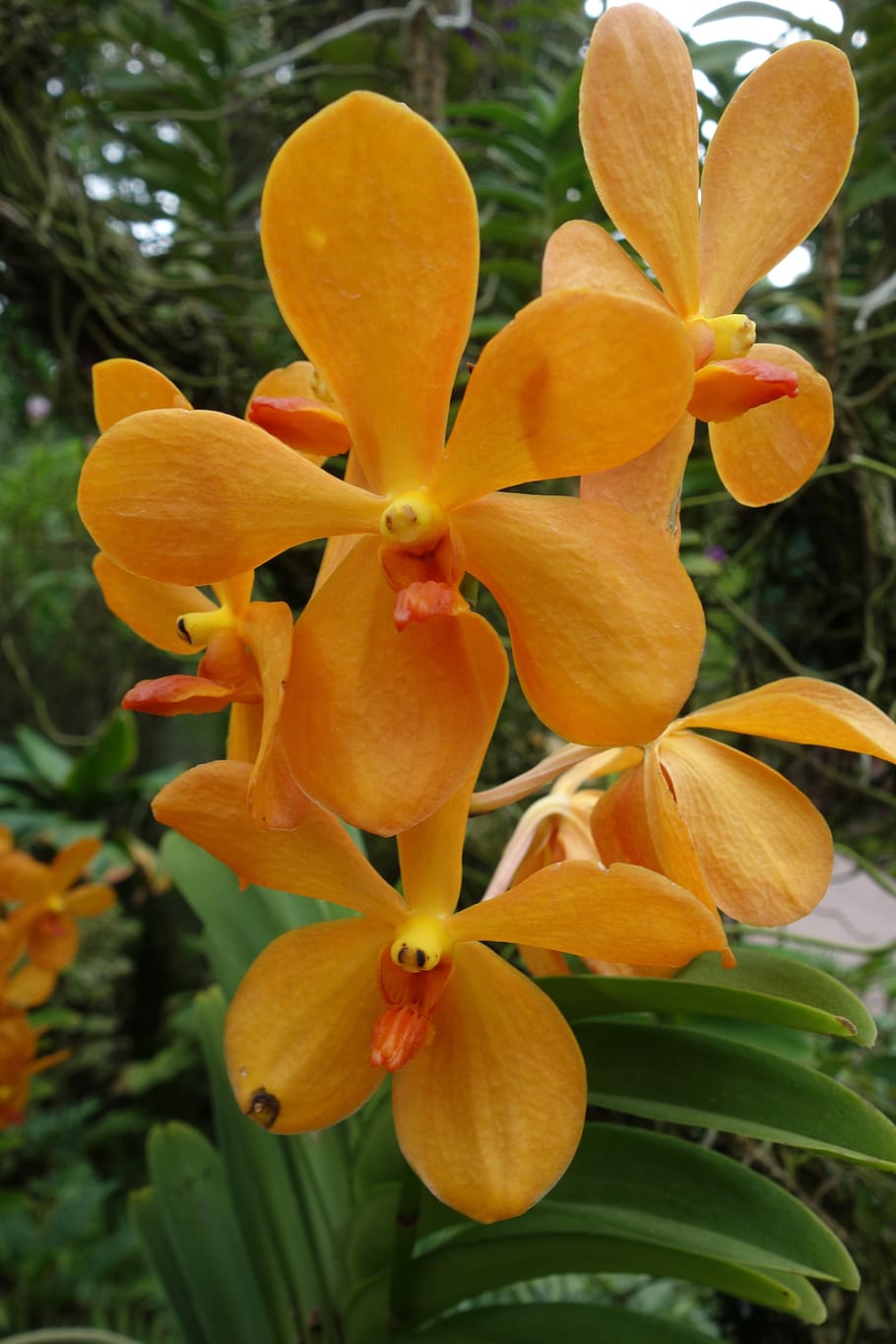 orquídea, orchidea, decorativa, belleza, naturaleza, phalaenopsis, flor, floración, flora, amarillo