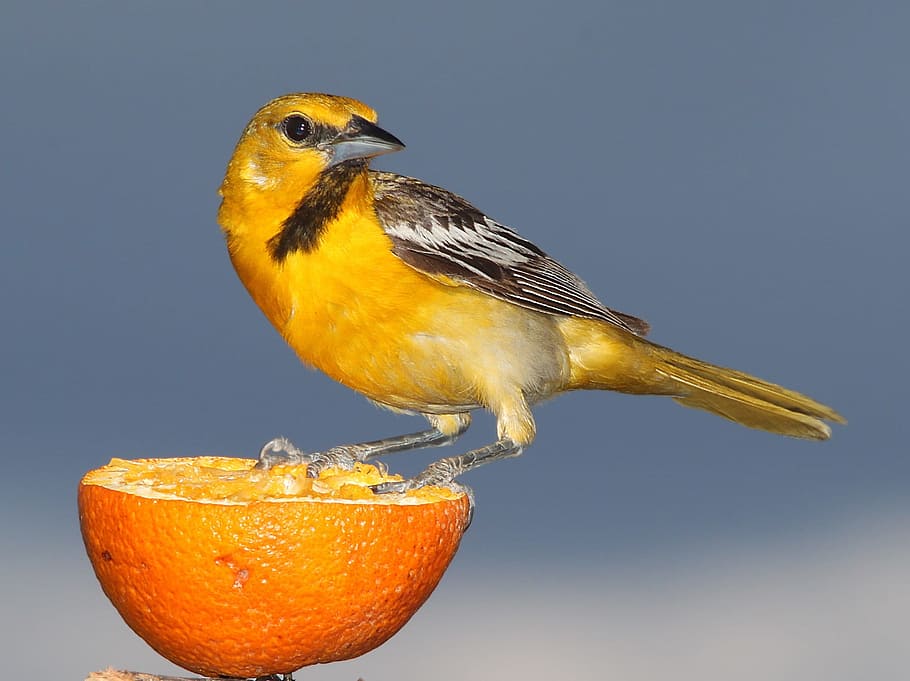 closeup, yellow, brown, sparrow, sliced, orange, bullocks oriole, bird, perched, fruit