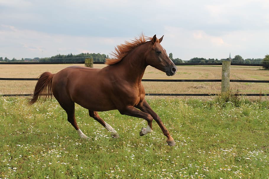 brown, horse, green, grass field, gallops, pasture, gallop jump, warmblut, pferdeportrait, coupling